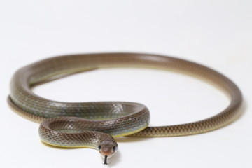 Ptyas korros, commonly known as the Chinese ratsnake or Indo-Chinese rat snake, is a species of...