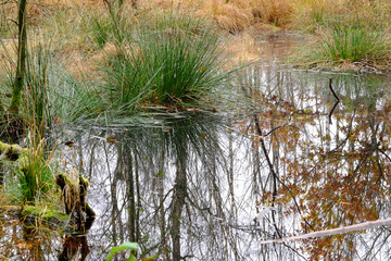 Spieglung in einer kleinen Wasserfläche 