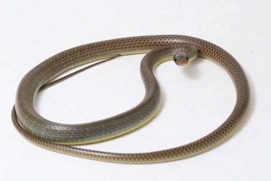 Ptyas korros, commonly known as the Chinese ratsnake or Indo-Chinese rat snake, is a species of colubrid snake endemic to Southeast Asia isolated on white background
