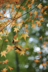 淡く色づくもみじ