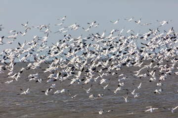 Flying Snow Geese