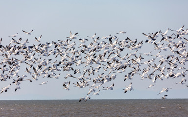 Flying Snow Geese