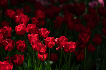 Fototapeta premium Tulips