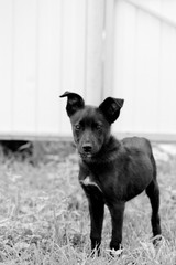 Portrait of a cute black puppy in the yard close up