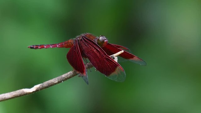 Fulvous Forest Skimmer perching on a twig at a slower motion footage, Neurothemis fulvia; this dragonfly likes to perch and fly around chasing another of its kind.