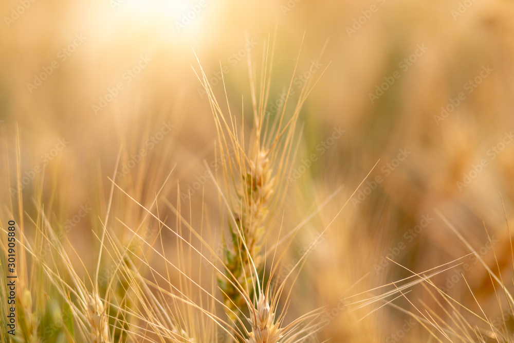 Wall mural wheat crop field. ears of golden wheat close up. ripening ears of wheat field background. rich harve