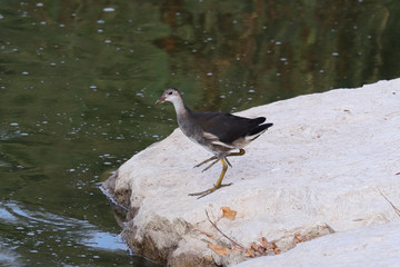 A young Eurasian coot chic (Fulica atra) on the shore of Nahal Alexander