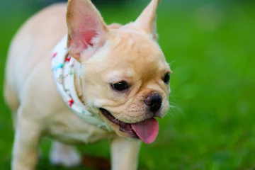 Poster Cute French bulldog playing on green field
