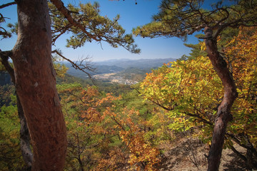 Branches in the forest with autumn foliage in Juwangsan national park, Korea