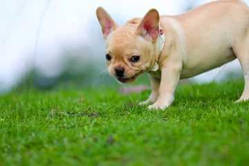 Crédence en verre imprimé Bulldog français Bouledogue français mignon jouant sur le champ vert