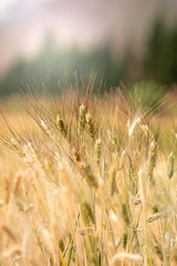 Wheat crop field. Ears of golden wheat close up. Ripening ears of wheat field background. Rich harvest Concept.