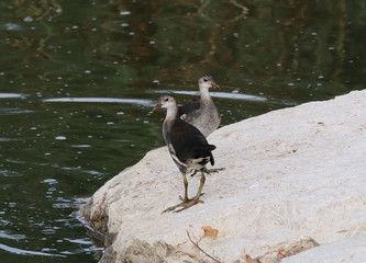 A couple of young Eurasian coots (Fulica atra) on the shore of Nahal Alexander