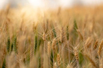 Wheat crop field. Ears of golden wheat close up. Ripening ears of wheat field background. Rich harvest Concept.
