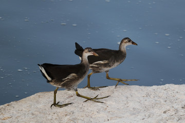 A couple of young Eurasian coots (Fulica atra) on the shore of Nahal Alexander