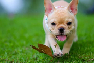 Foto op Canvas Cute French bulldog playing on green field © Golden House Images