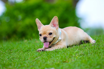 Cute French bulldog playing on green field