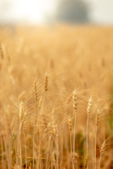 Wheat crop field. Ears of golden wheat close up. Ripening ears of wheat field background. Rich harvest Concept.