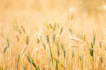 Wheat crop field. Ears of golden wheat close up. Ripening ears of wheat field background. Rich harvest Concept.