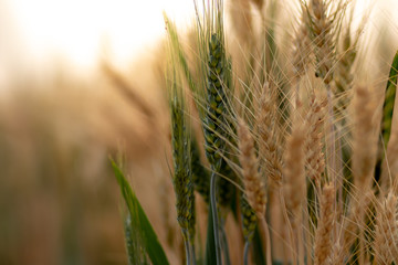 Wheat crop field. Ears of golden wheat close up. Ripening ears of wheat field background. Rich harvest Concept.