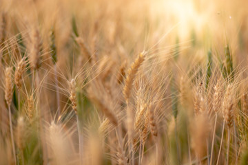 Wheat crop field. Ears of golden wheat close up. Ripening ears of wheat field background. Rich harvest Concept.