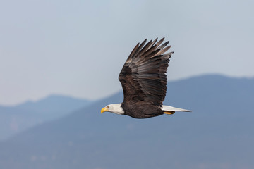 Flying Bald eagle