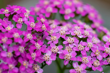 Inflorescence of small flowers of pink yarrow. Macro mode. Selective focus.