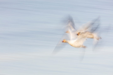 Flying Snow Geese with motion blur