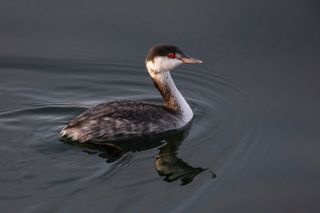 swimming horned grebe
