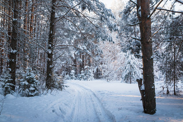 Beautiful winter scenery with forest full of trees covered snow