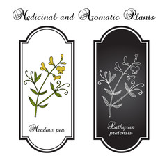 Meadow vetchling or pea Lathyrus pratensis , medicinal plant