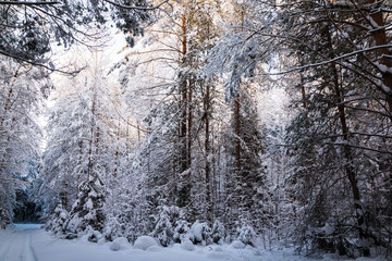 Beautiful winter scenery with forest full of trees covered snow