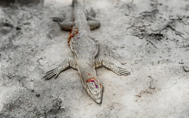 a dead small lizard killed by cruel hunters