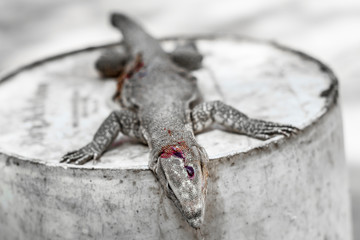 a dead small lizard killed by cruel hunters