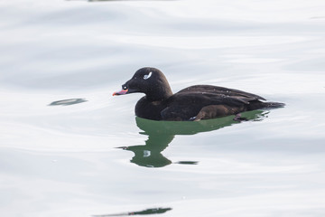 White winged Scoter bird