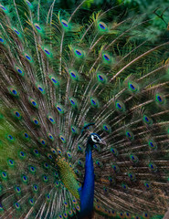 Fototapeta premium Deep Dive in colors