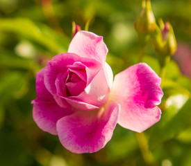 Fototapeta na wymiar pink rose flower on a branch