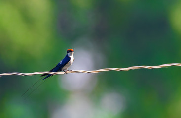 Beautiful Wire Tailed Swallow