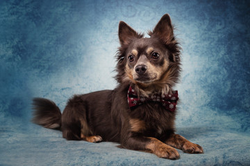 Portrait Hund mit Fliege im Studio vor blauem Hintergrund