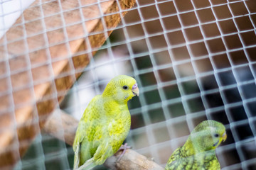 Fototapeta premium parrot in cage