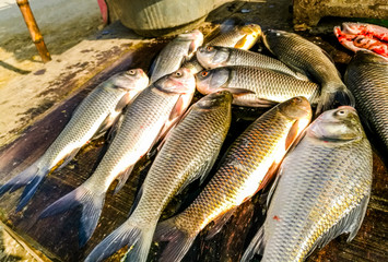 lots of fresh and healthy fishes kept on a stall for sale in the local market in Pakistan 