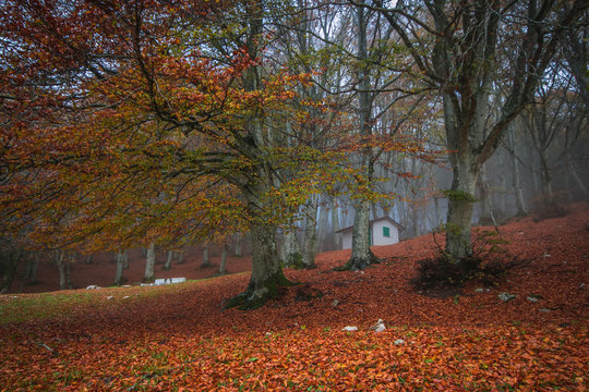 Autumn forest in the park of Monte Cucco in Umbria