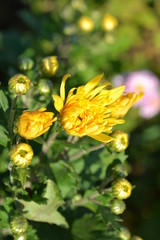 き始めた黄色い菊、花畑、花イメージ素材