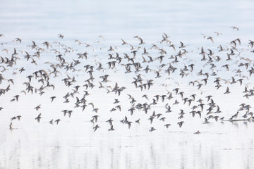 flock of flying dunlin