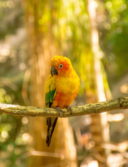 Yellow Bird