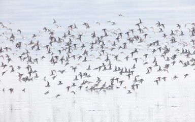 flock of flying dunlin