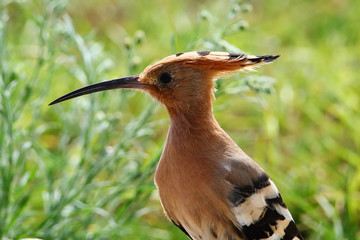 A closeup of a hoopoe bird (Upupa epops)