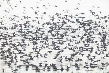 flock of flying ducks