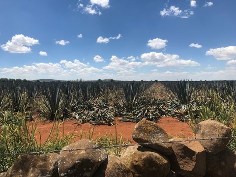 A field of blue agave, near Arandas, Mexico, being harvested for hijuelos, the offshoots used for propagation.