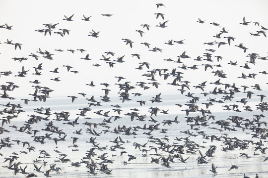 Flock Of Flying Ducks