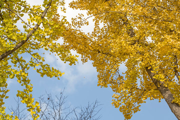 Yellow autumn leaves on Ginkgo biloba tree with blue sky background